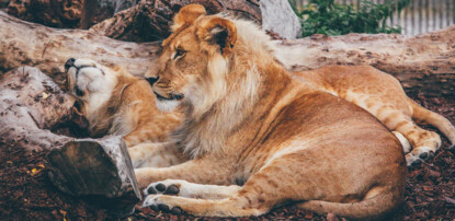 Lions!