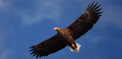 Flying Eagle (Adlerflug)